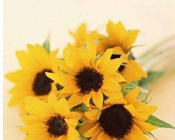 以“桃花”为花语，如何挽回失去的爱情？（揭秘桃花花语的内涵，从而找到挽回爱情的正确方式）-第1张图片-恋语空间