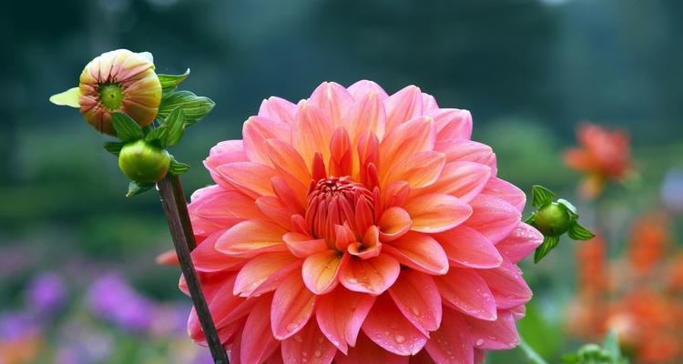 以“桃花”为花语，如何挽回失去的爱情？（揭秘桃花花语的内涵，从而找到挽回爱情的正确方式）-第2张图片-恋语空间