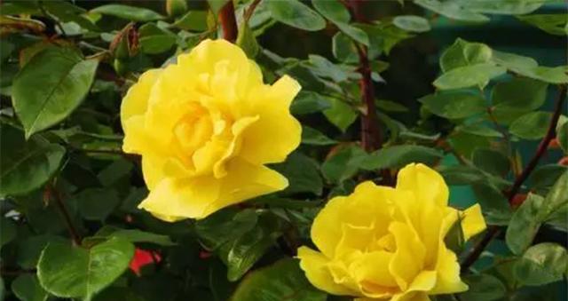 以“桃花”为花语，如何挽回失去的爱情？（揭秘桃花花语的内涵，从而找到挽回爱情的正确方式）-第3张图片-恋语空间