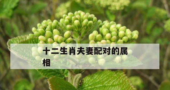 十二生肖婚姻配偶，如何才能最好？（掌握“五行”规律，找到最佳匹配）-第1张图片-恋语空间