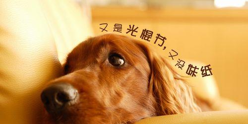单身节，我不再孤单（让单身也能过得精彩）-第3张图片-恋语空间